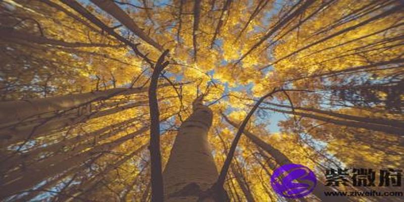 八字丙戌日柱(丙戌时柱详解)