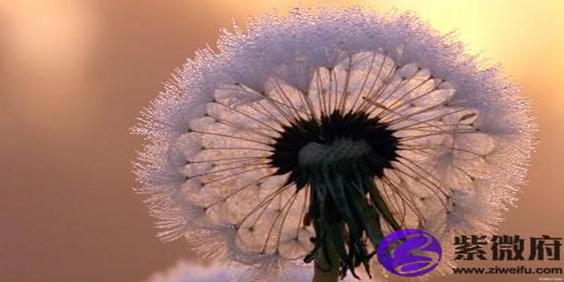 丁未男的爱情(丁火遇癸水的爱情)