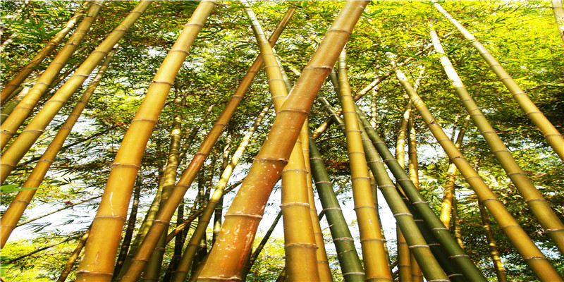 二月初六结婚日子好吗(2022年的结婚好日子)