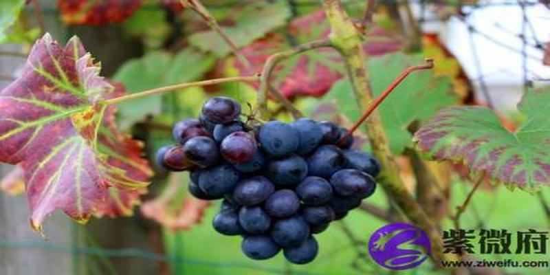 大溪水和钗钏金配吗 大溪水和钗钏金婚姻如何？