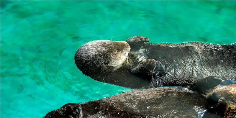 梦到别人被蛇咬是什么意思(周公解梦 男人)