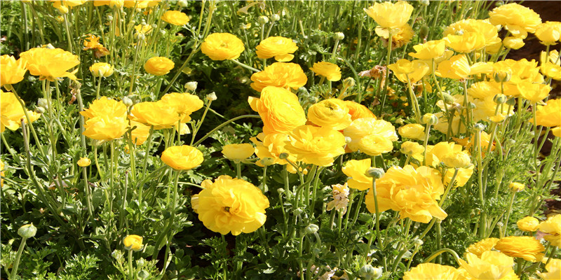 75年属兔何时走大运(75属什么生肖 今年)