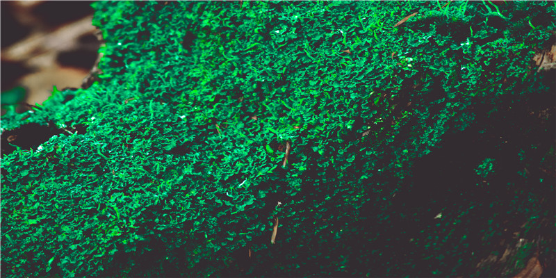 梦到满身是屎(梦到自己得了新冠)