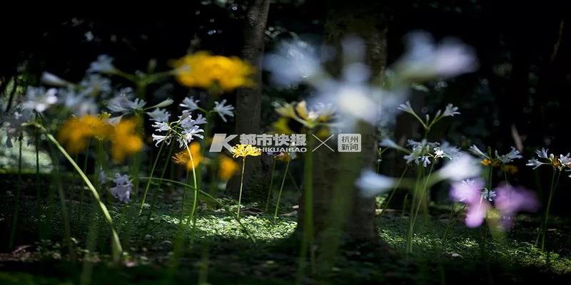 梅花易数水地比6爻动(杭州野外彼岸花迎来盛放期)