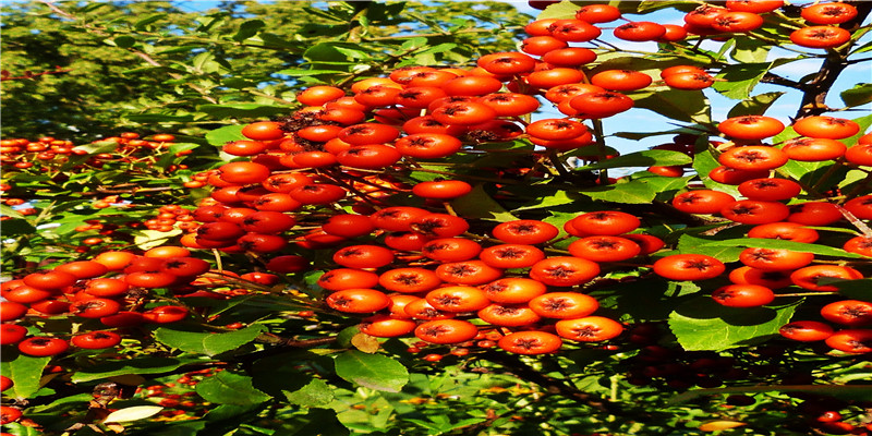 梦到丢鞋子找不到是什么意思(梦见孩子的小鞋是什么意思)