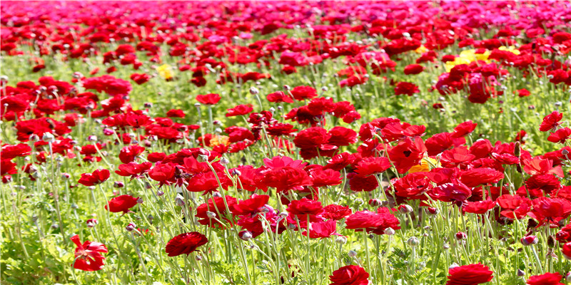 4个字骚气游戏名字搞笑(搞笑洋气图片)