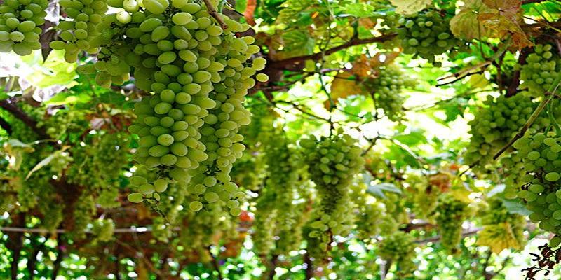 院子里种上这8种树,顺风顺水,风水特别好!