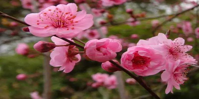 梅花易数姓名起卦方法详解(梅花易数起卦法中应注意的几个事项)