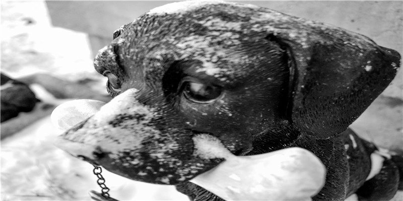 内宅第一古装美人内卷至此，金晨白鹿们也是拼了