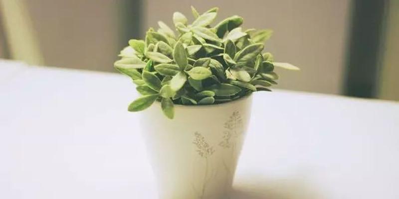 家里养这几种植物 财源滚滚 好运连连