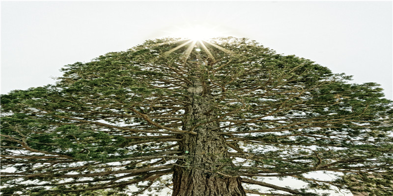 传奇霸气名字(东方不败为何不杀了任我行)