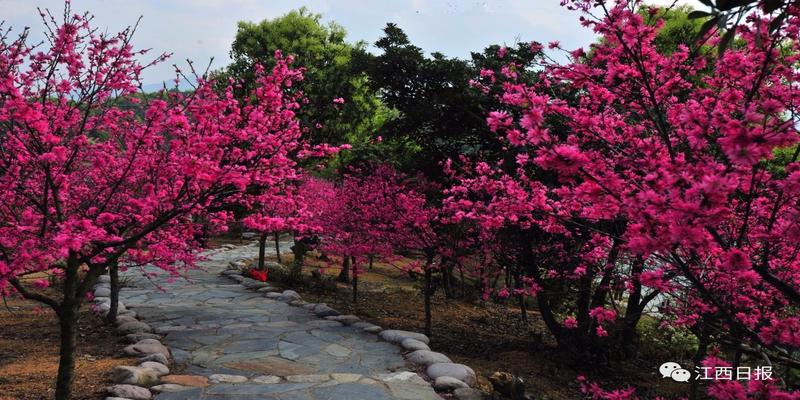三生三世十里桃花?这里可不止百里!去武宁花源谷感受桃花雨……