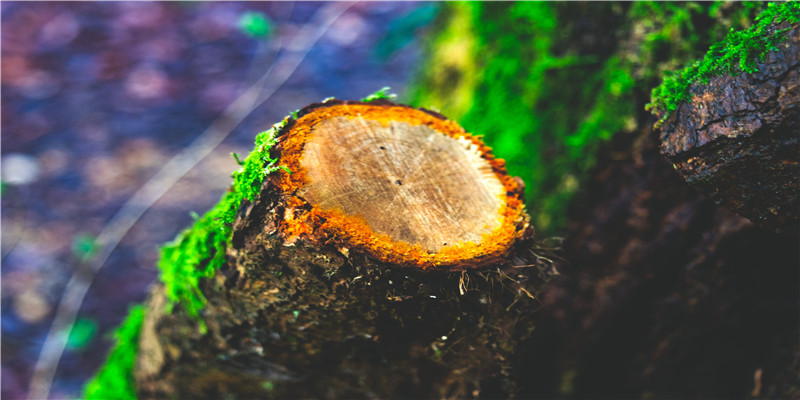 妈妈梦见自己儿子结婚啥意思(做梦梦见事业有成)