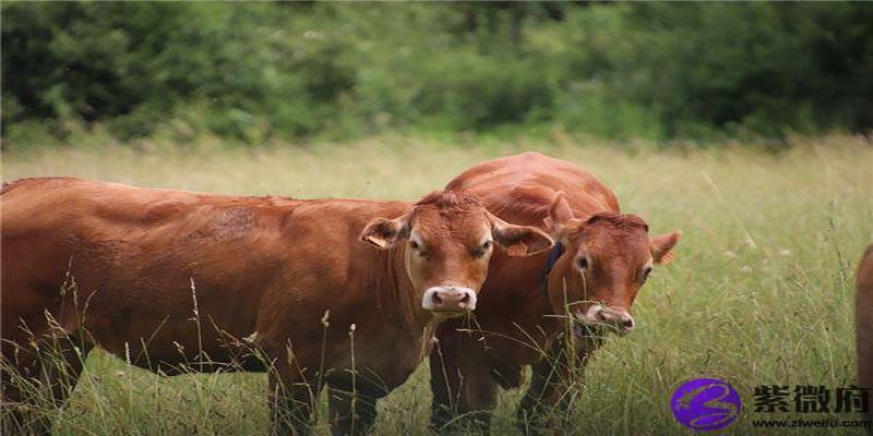 断掌的女人性格如何