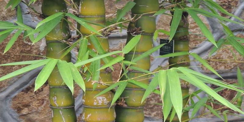 佛肚竹盆景怎么养，寓意极好，适合家养！