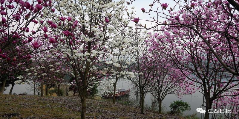 三生三世十里桃花?这里可不止百里!去武宁花源谷感受桃花雨……