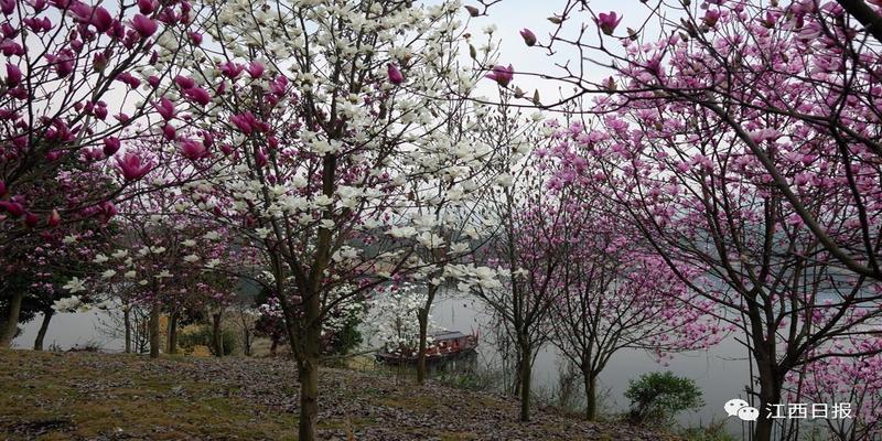 三生三世十里桃花？这里可不止百里！去武宁花源谷感受桃花雨……