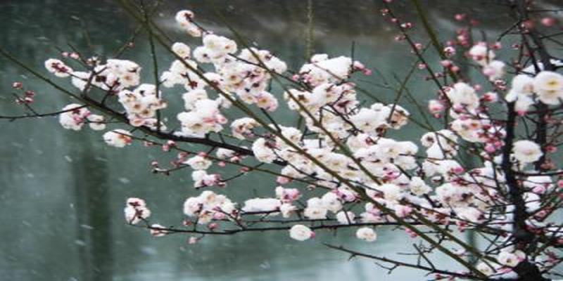 院子里种上这8种树,顺风顺水,风水特别好!