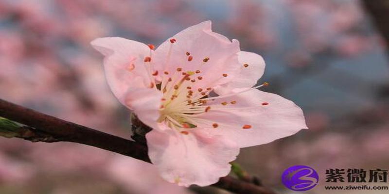 八字大运走桃花(桃花运运势)