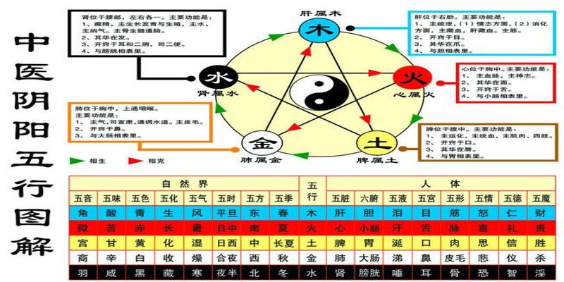 八字中的地支揭示了地气运动的规律，地支中共有十二个元素