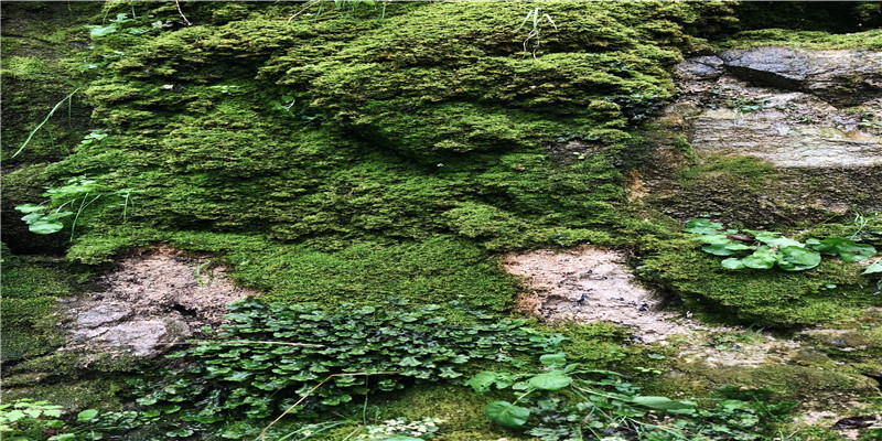 这种植物有毒却能招财进宝，净化空气效果好，还能治疗痛风等疾病