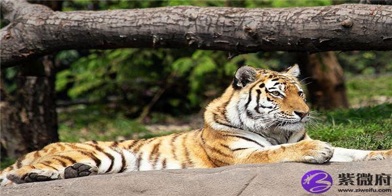 怀男孩肚脐眼图(怀男孩的肚脐眼)