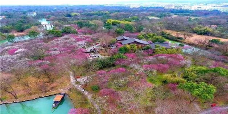 杭州赏梅好去处,“双西”探梅贺新春