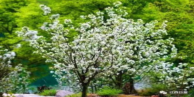 三生三世十里桃花?这里可不止百里!去武宁花源谷感受桃花雨……