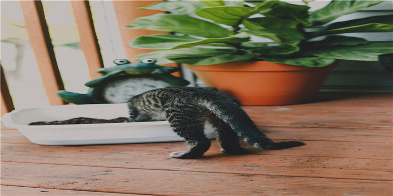 2021年女宝宝取名字大全免费(关于取名字)