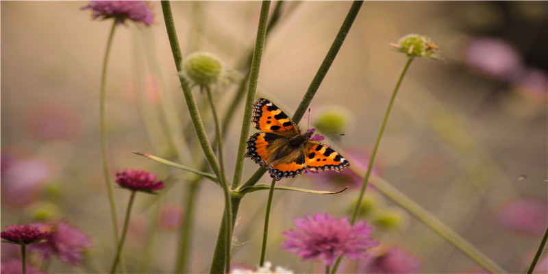 属蛇会跟什么属相最般配呢？快进来看看！