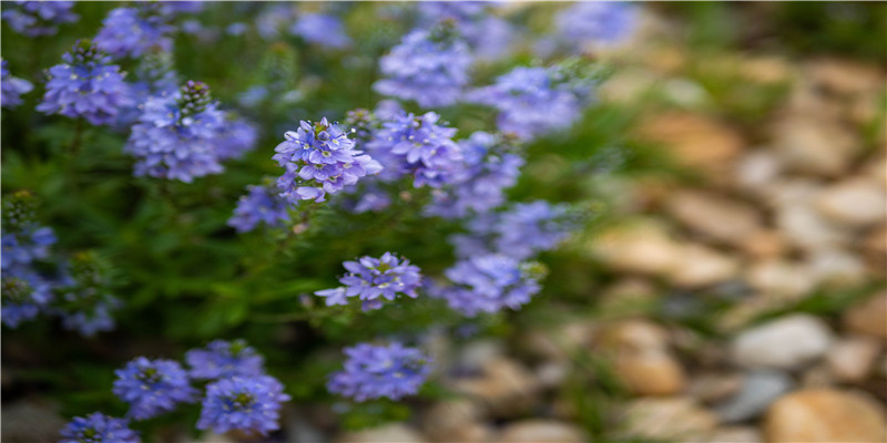 金木水火土你理解的正确吗?看看古人的智慧是怎么理解的?