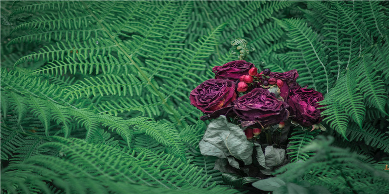 70年生肖是什么性格(今年70岁属什么生肖属相)