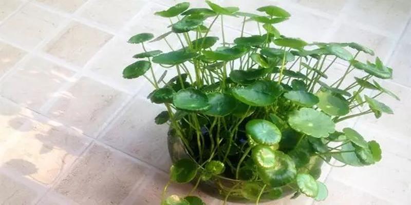 家里养这几种植物 财源滚滚 好运连连