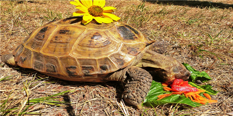 人到中年才明白：万般皆是命，半点不由人