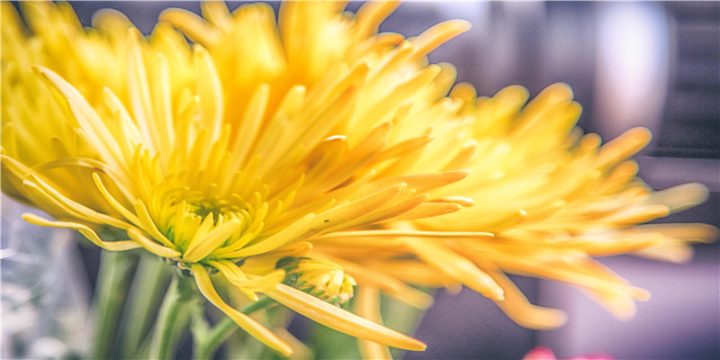 手相中有努力线的人是怎么样的呢?来,让贫道为你答疑解惑!