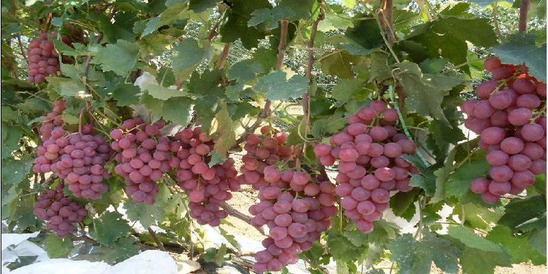 院子里种上这8种树,顺风顺水,风水特别好!