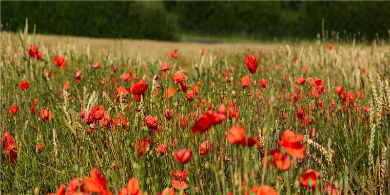 梦到放烟花很高很漂亮(梦见好漂亮的烟花)