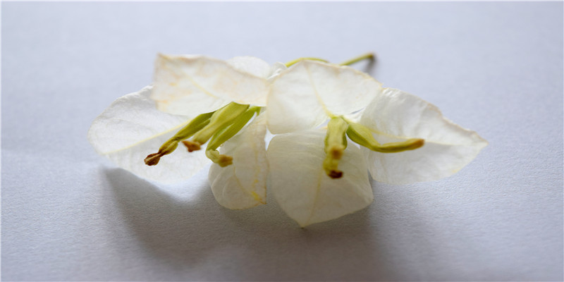 面相五官之鼻子的看法