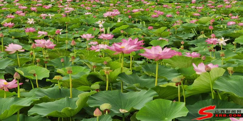 3d皇帝算卦(尽享夏日风情)