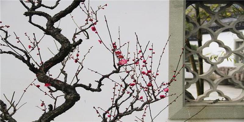 杭州赏梅好去处,“双西”探梅贺新春