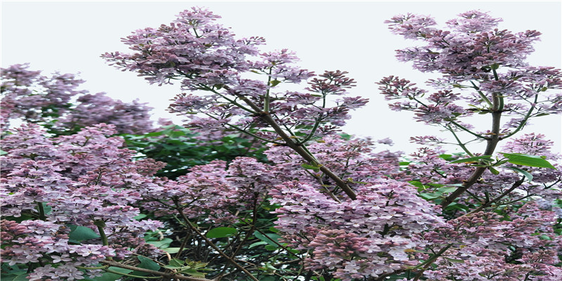 梦到亲人去世是什么意思周公解梦(做梦梦到出国了什么意思)