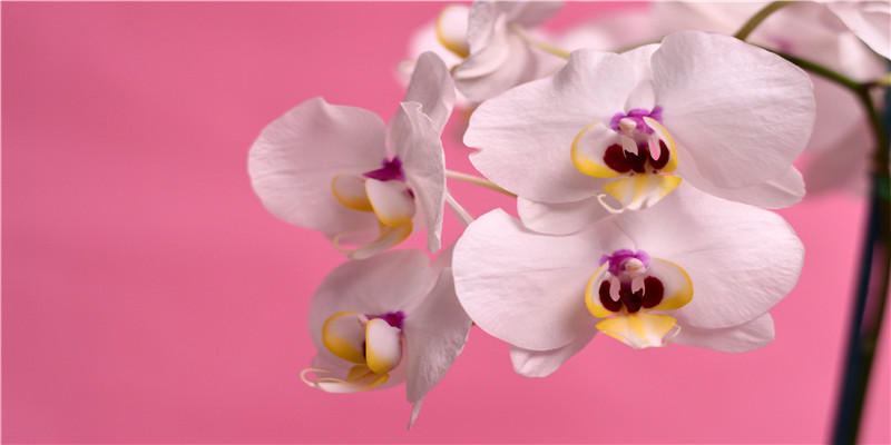 100个诗意的名字,全部来自诗词!给宝宝取名必备,赶紧收藏