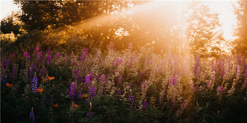 手相中四大主线对你人生的重大意义，并未您解惑