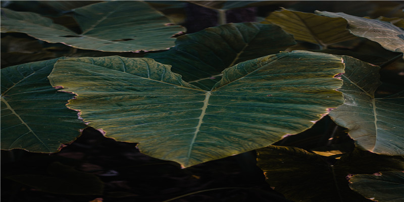 35岁属什么哪一年的人(2020年35岁属什么哪年出生)