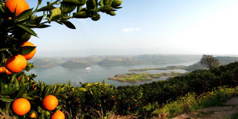 院子里种上这8种树,顺风顺水,风水特别好!