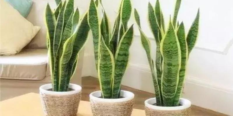 家里养这几种植物 财源滚滚 好运连连
