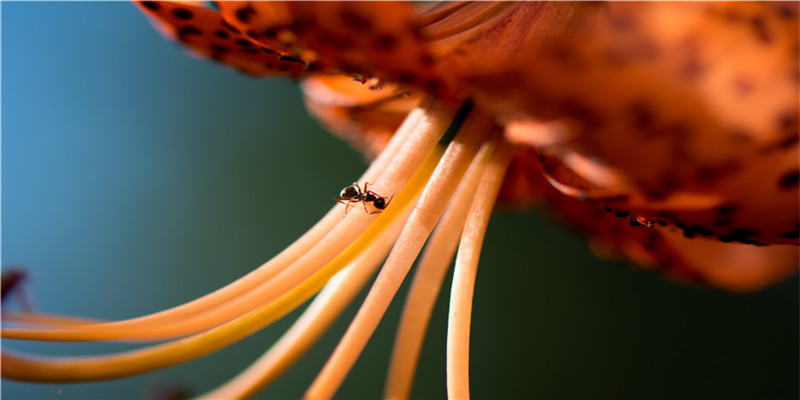 12上升高智商都在哪?这个智力三星座终结者,打开你的高层次心智