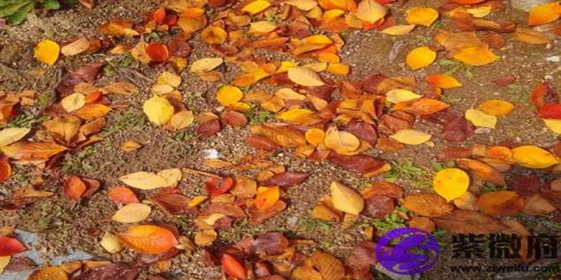 丁火生于卯月(丁未是丁火吗)