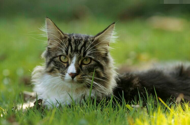 北欧神话精灵名字(北欧的森林小屋)