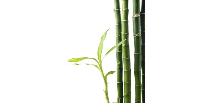 院子里种上这8种树,顺风顺水,风水特别好!